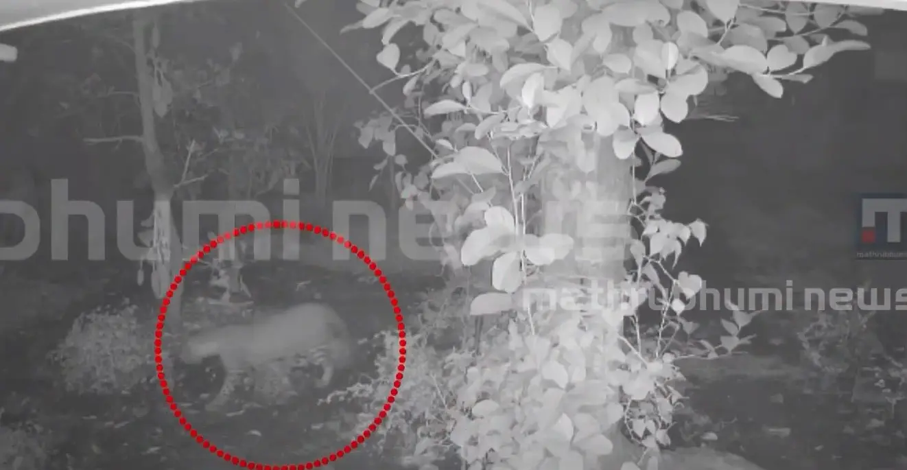 Leopard spotting on CCTV footage near Chalakudy | Photo: Screen grab of Mathrubhumi News