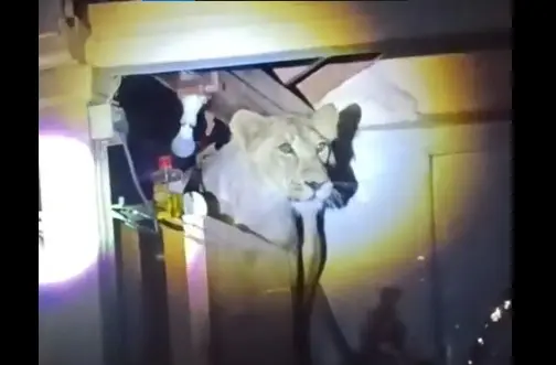 Screengrab from video showing Lion entered house in Kovaya village, Gujarat.