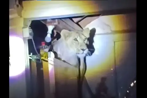 Lion in the kitchen: Chaos in Gujarat’s Kovaya village | WATCH