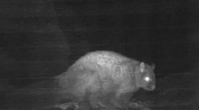 Woolly Flying Squirrel | Photo: X