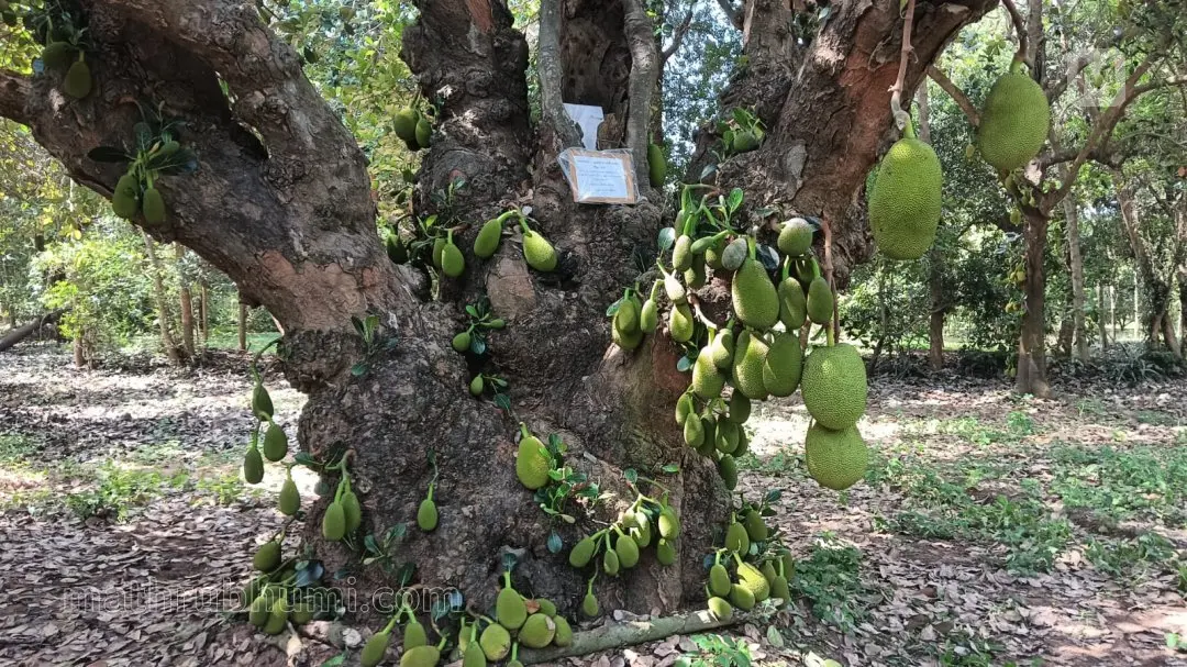 150-year-old jackfruit tree in Panruti