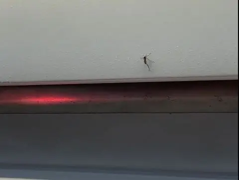 Mosquito menace inside IndiGo flight
