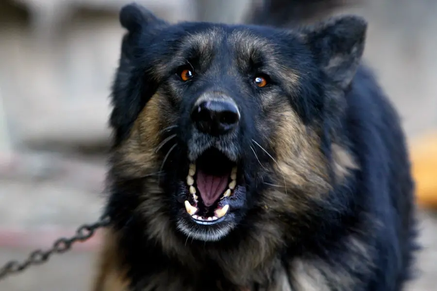 Man ties dog to car, drags it for allegedly barking at his son; arrested