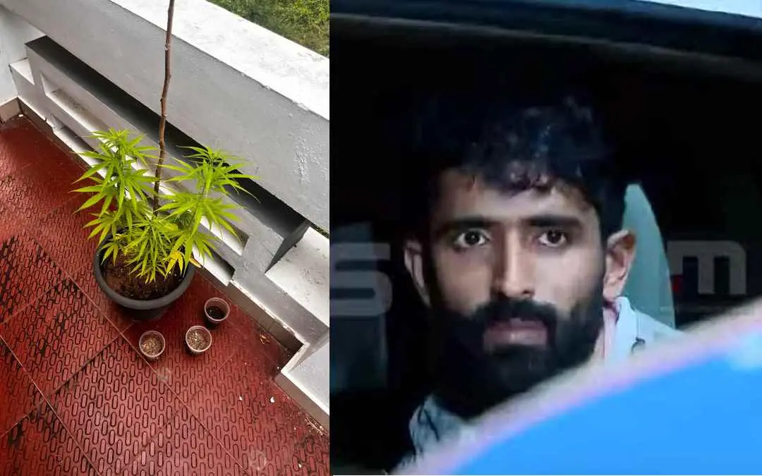 The cannabis plants cultivated at home; Jatin