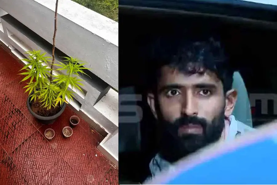 'Central Govt employee' lands in police net for growing cannabis at home in Thiruvananthapuram