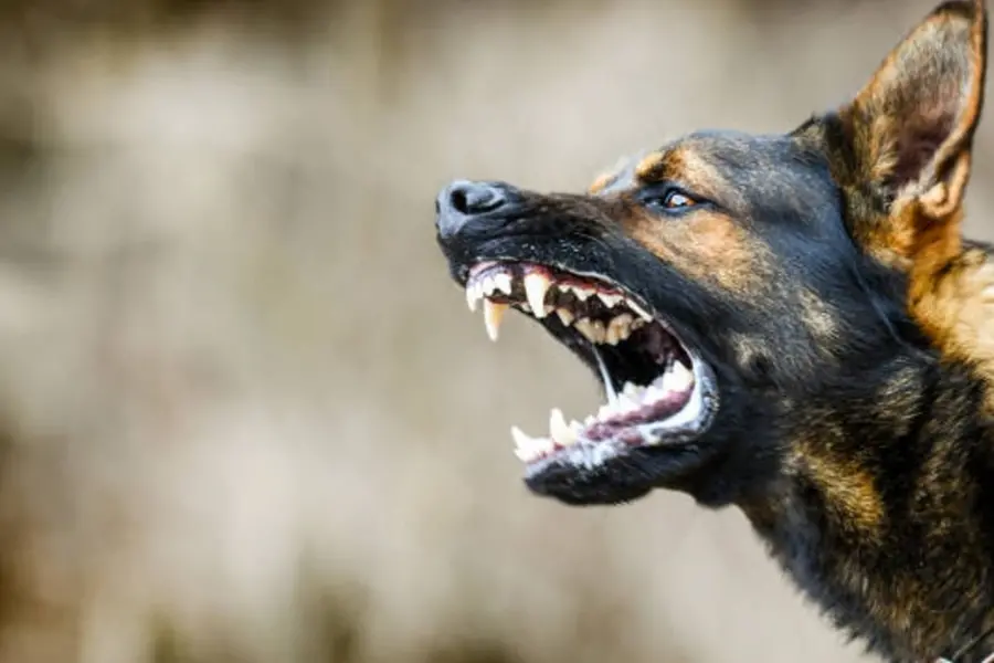 3 year old dies of suspected rabies in UP; 10 other children also bitten by same dog