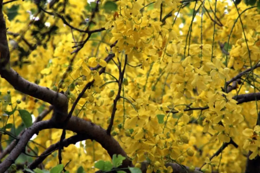 Vishu 2025: A celebration of light, legacy and new beginnings in Kerala homes