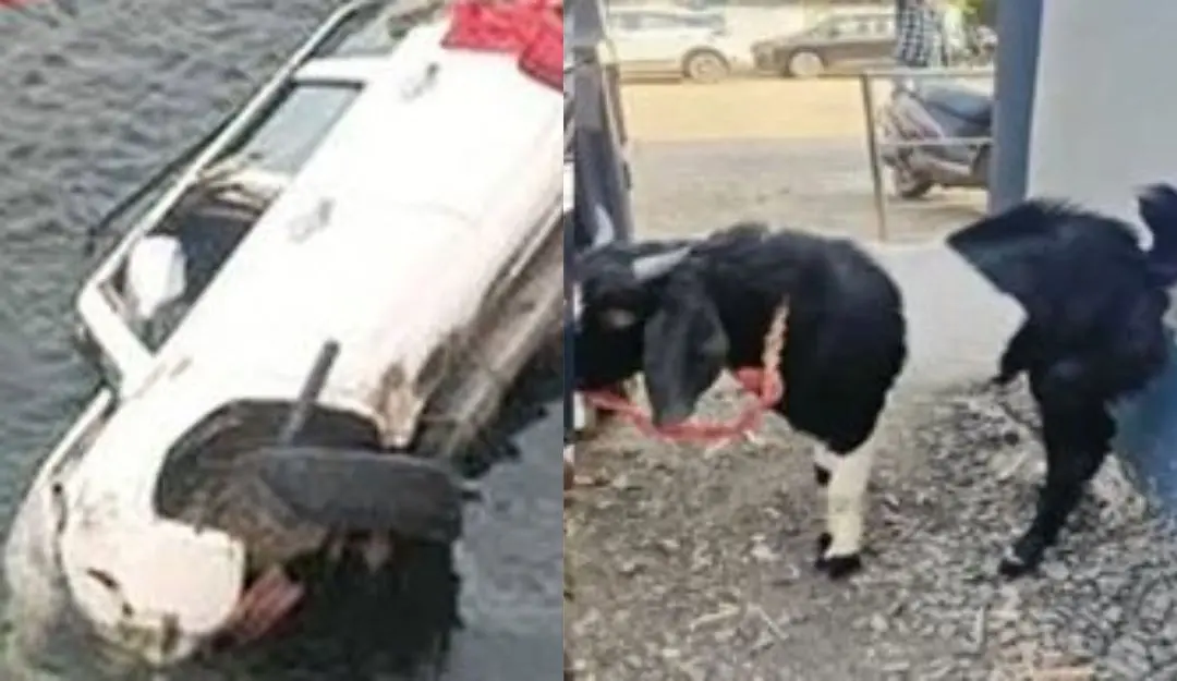 SUV that fell from a bridge into the Somvati river, goat travelling in the vehicle survived the crash