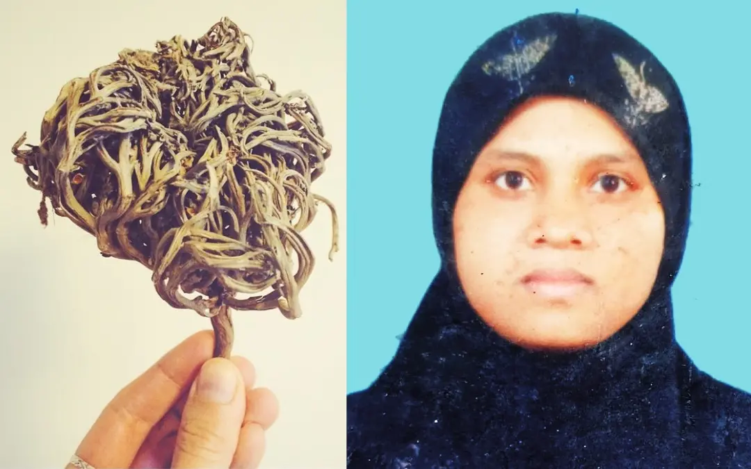 Rose of Jericho, Asma | Photo: Special Arrangement