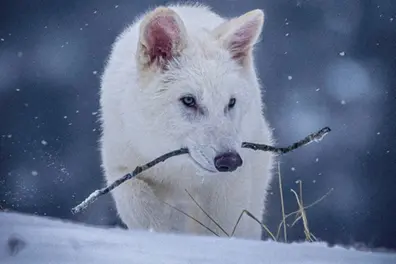 Has the dire wolf really returned? Experts dismiss de-extinction narrative