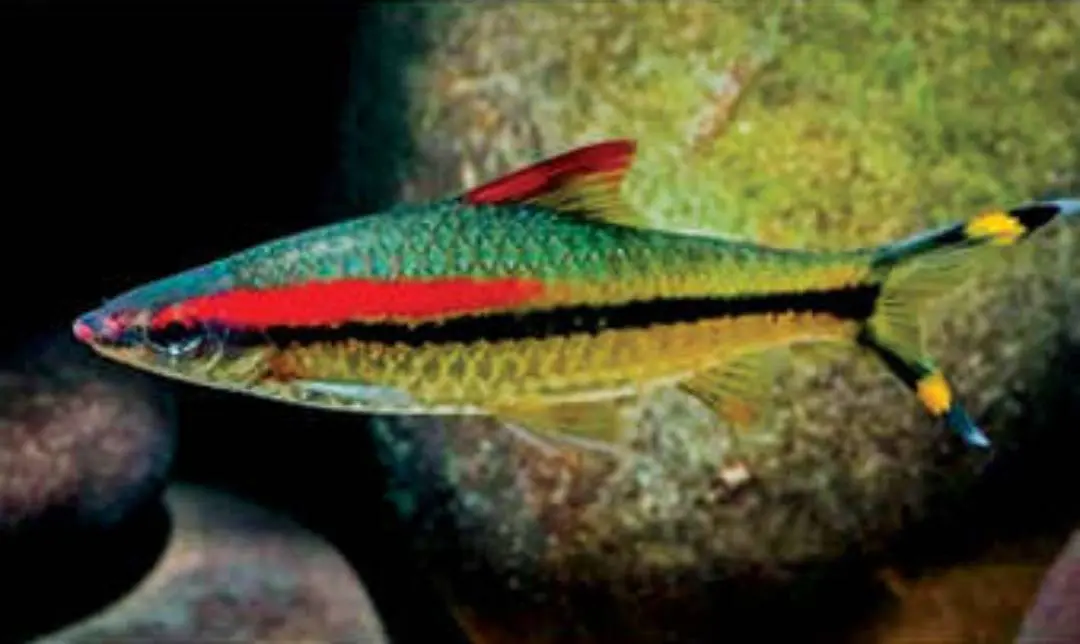 Miss Kerala/Sahyadria denisonii