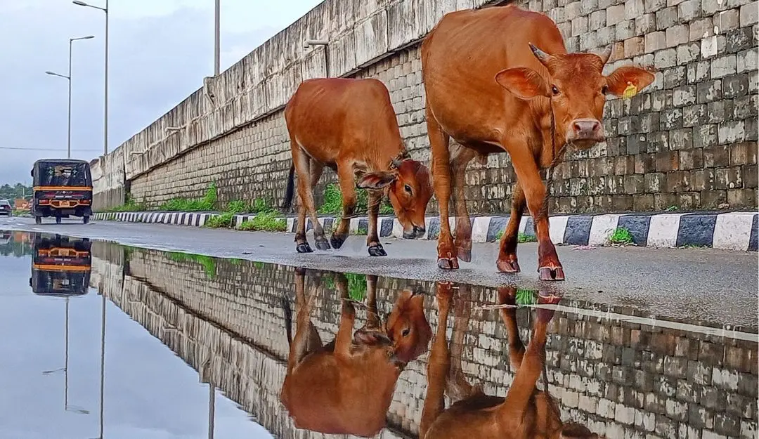 Image used for representational purposes (Photo: Mathrubhumi)
