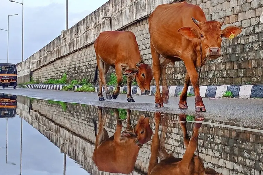 No more moo-ving trouble: Delhi CM's plan to herd stray cows off the roads