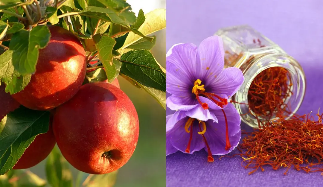 Apple, Saffron