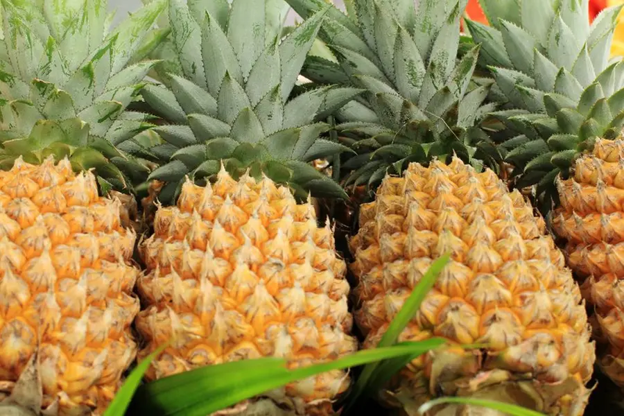 Pineapple prices drop as mango showers boost production in Kerala