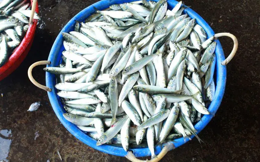 Sardines | Mathrubhumi