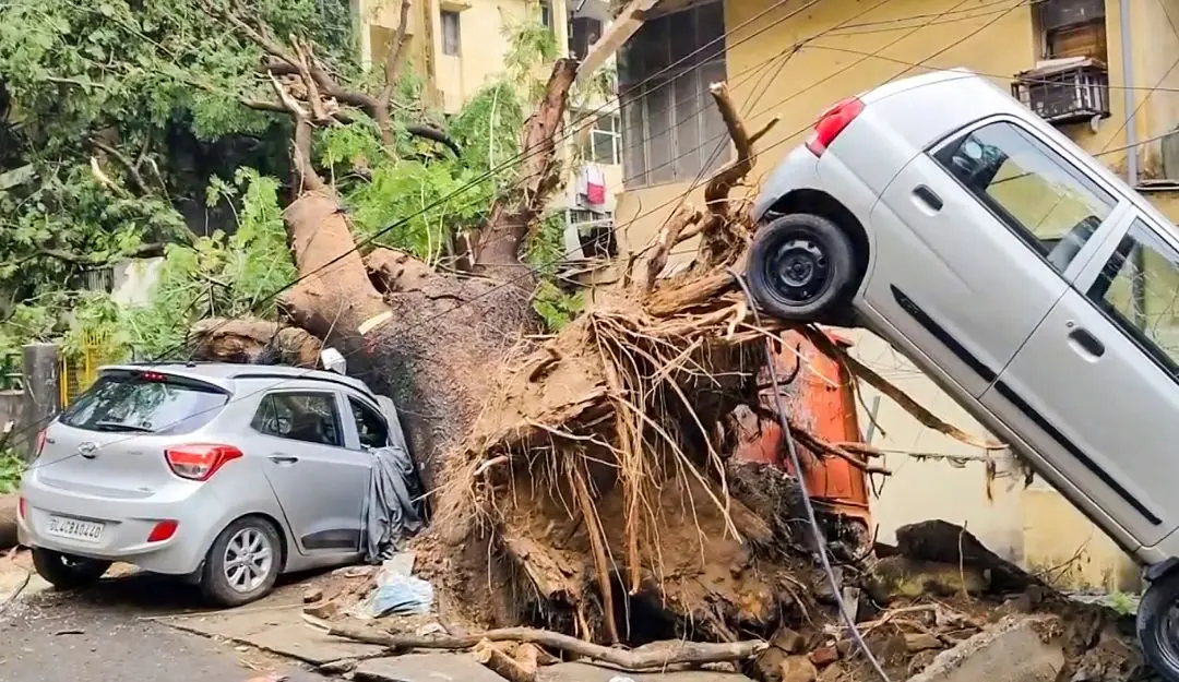 Cars damaged by an uprooted tree after strong winds and heavy rainfall (Photo: PTI)