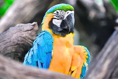 Blue-and-yellow macaw escapes Thiruvananthapuram zoo; bird worth ₹4 lakh for a pair