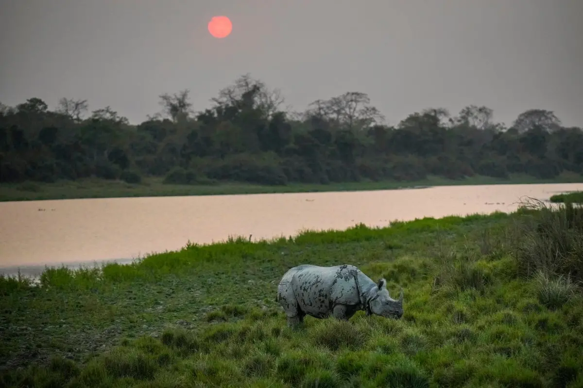 One-horned rhinoceros inside the Kaziranga National Park (Photo: PTI)