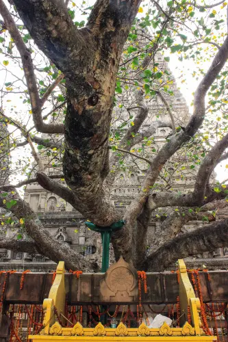 Mahabodhi tree at Bodha Gaya