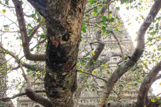 Mahabodhi tree
