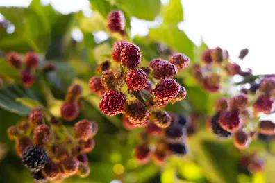 The power of Mulberries: Nature’s superfood you shouldn’t ignore