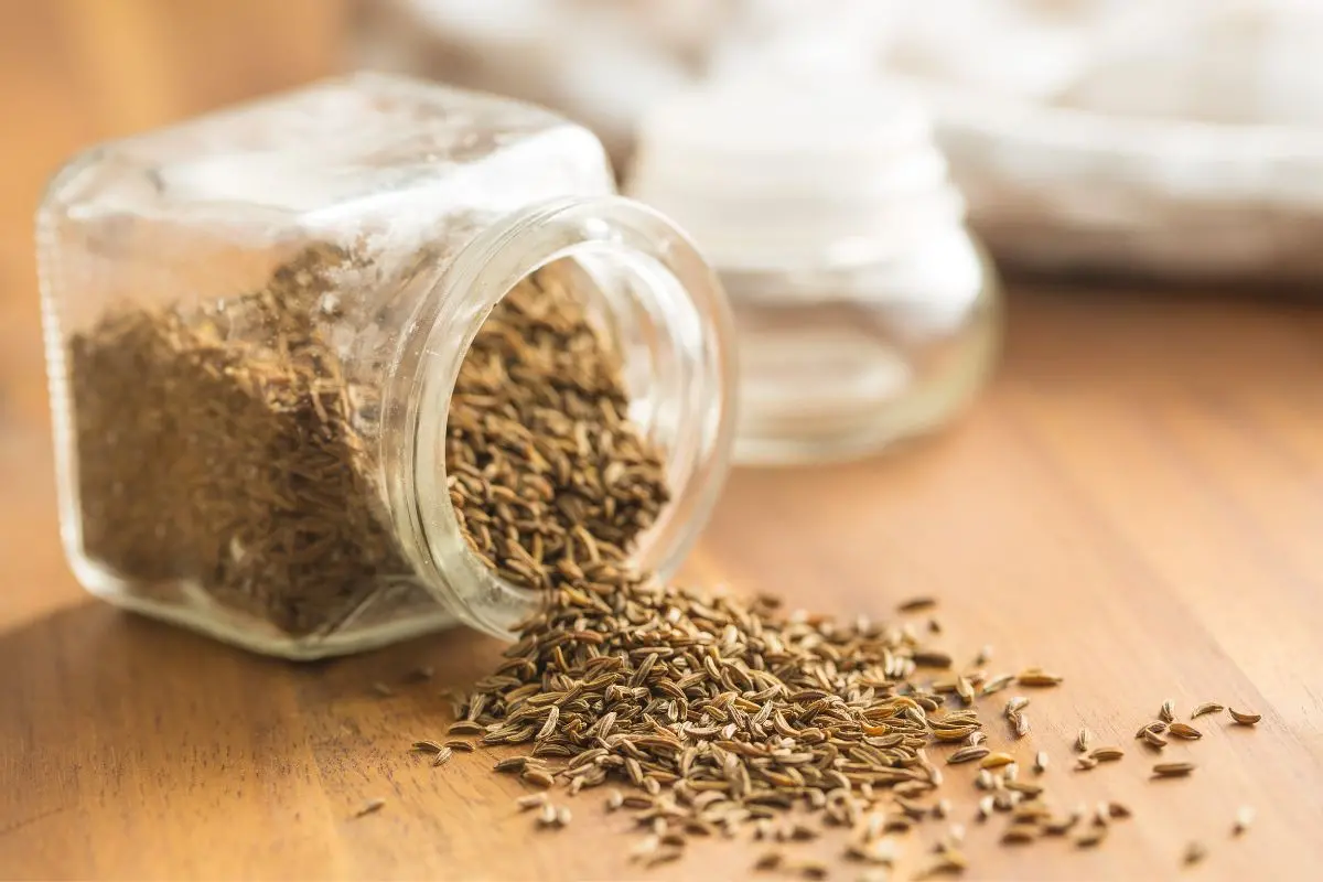 Cumin seeds