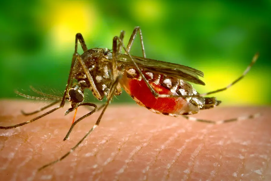 Dengue cases surge in Malappuram; 720 cases reported in 5 months; Authorities urge preventive measures