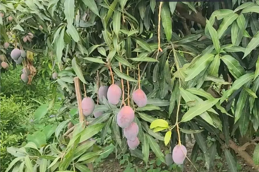 Sindoor mango