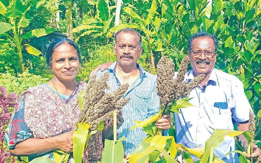 Sreekumar and his wife Pushpa harvesting pearl millet. Model farmer Manoharan Nair seen nearby