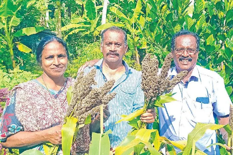 Retired SI reaps rich millet harvest in Vithura