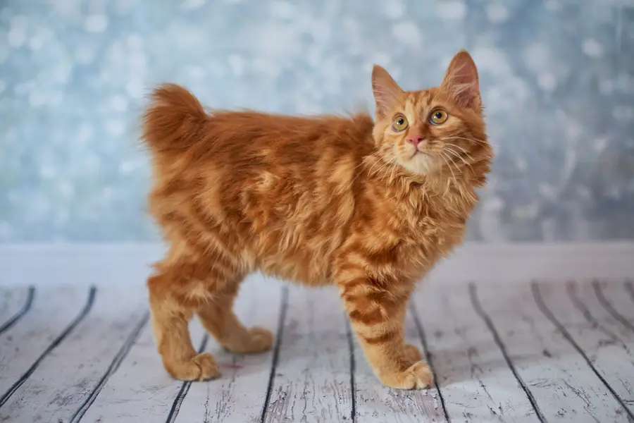 japanese good luck cat