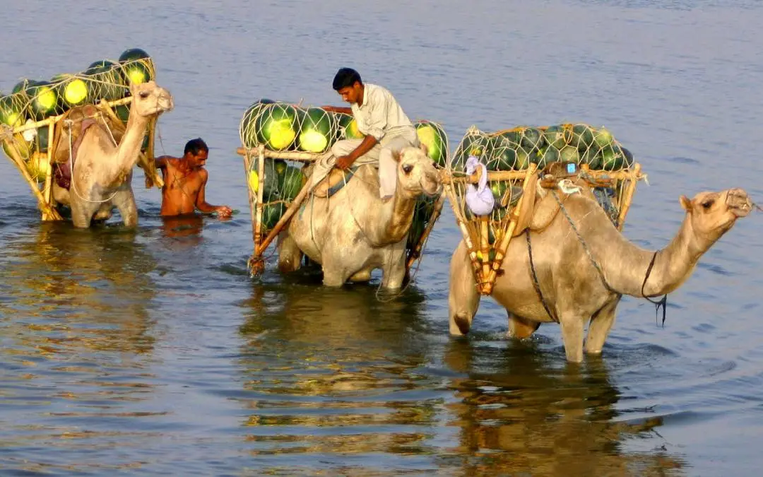 ചരക്കുമായി പോകുന്ന ഒട്ടകങ്ങൾ/AP