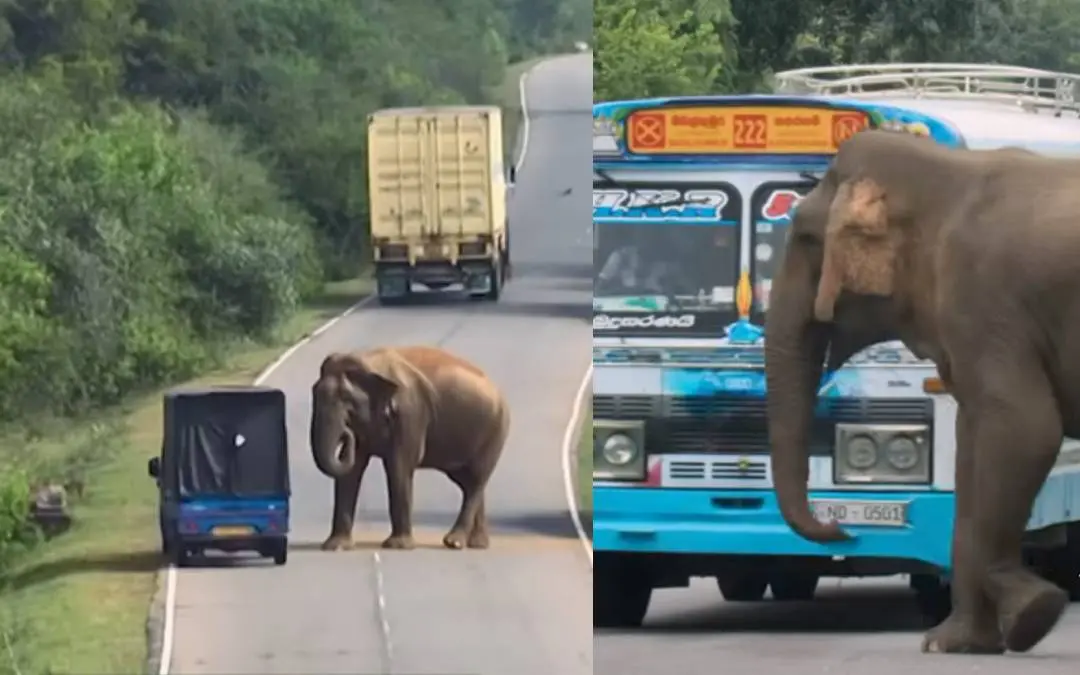 രാജ / screengrab-bbcearth