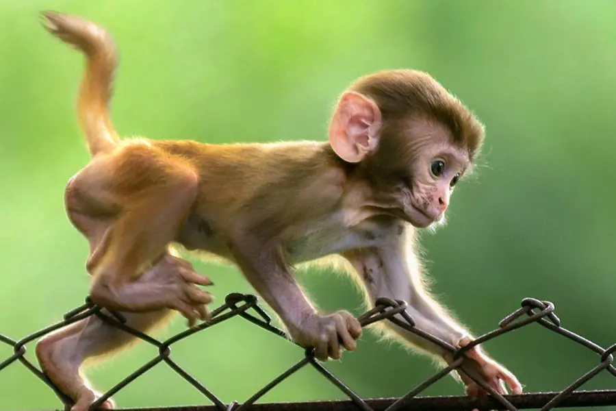 കുട്ടിക്കുരങ്ങുകളെ പീഡിപ്പിക്കുന്നത് കാണാന്‍ ടെലഗ്രാംഗ്രൂപ്പ്, ആഗോളശൃംഖല ചെയ്ത ഞെട്ടിക്കുന്ന ക്രൂരത