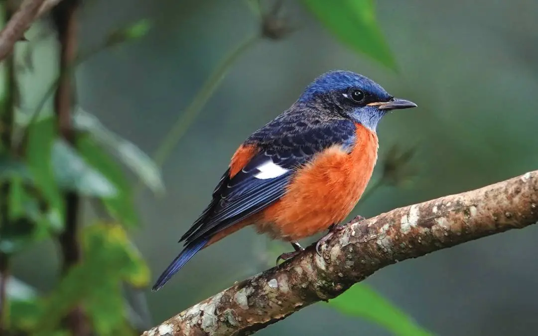 മേനിപ്പാറക്കിളി