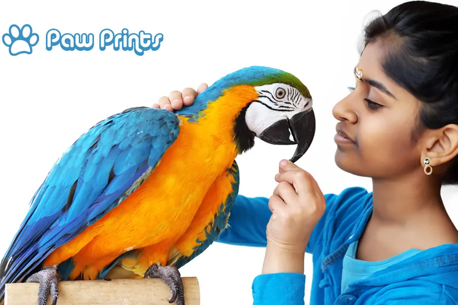വളര്ത്തുപക്ഷികള്ക്ക് ചൂട് താങ്ങാനാകില്ല; വേണം ചില മുന്കരുതലുകള്