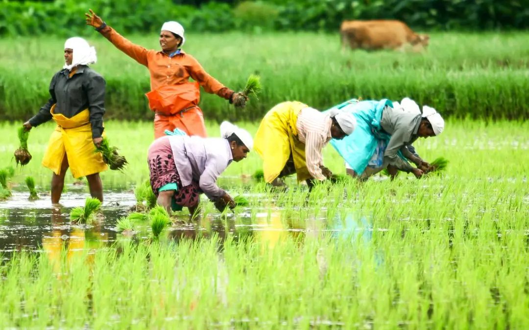 വയലില്‍ കൃഷിത്തുടിപ്പുകളുടെ ആരംഭം