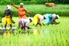 കന്നിമാസത്തിലെ മകം നാളാണ് നെല്ലിന്റെ പിറന്നാള്‍