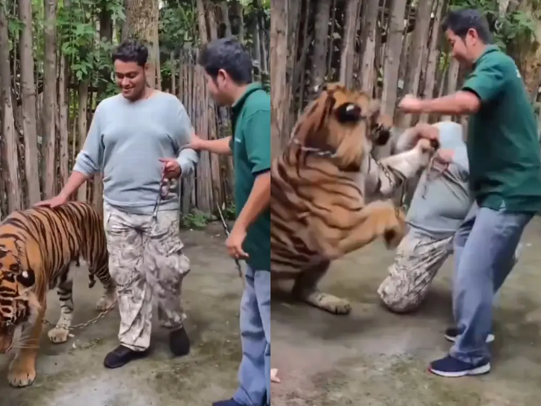 Moment man is mauled by a tiger after trying to take a selfie with it