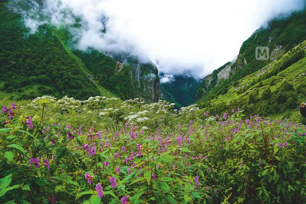 Valley of Flowers is an Indian national park, located in West Himalaya, state of Uttarakhand (Photo: Mathrubhumi)