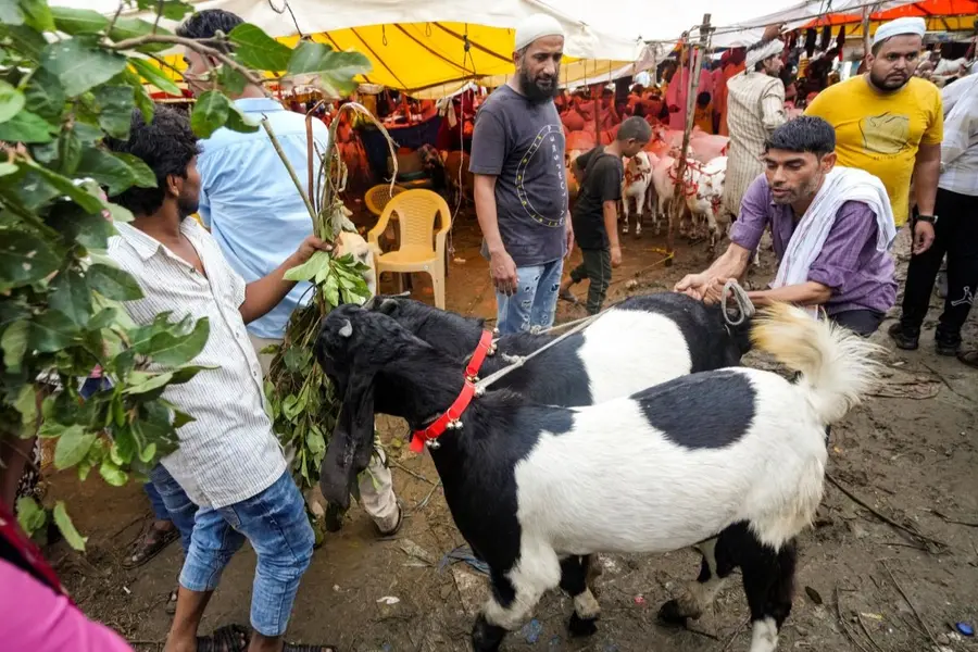 Goats being sold at a livestock market