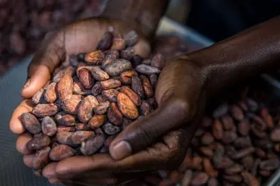 Farmers hit hard as CAMPCO refuses to procure dried cocoa; allege collusion with chocolate companies