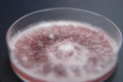 What is Fusarium graminearum, the fungus smuggled by Chinese nationals to US?