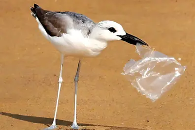 World Environment Day warning: Plastic peril putting migratory birds at risk too
