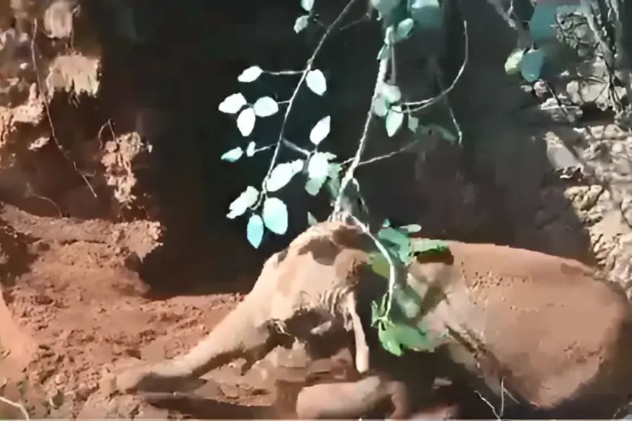 Baby Elephant