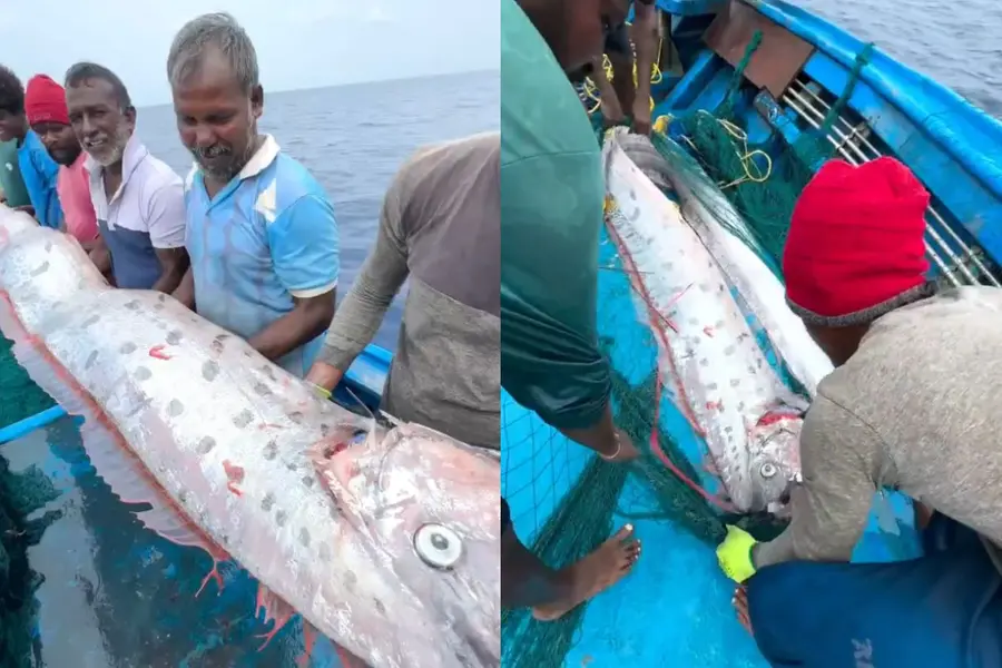 Rare 'doomsday fish' caught in Indian waters: Is this the same oarfish seen  before earthquakes in Japan, California?