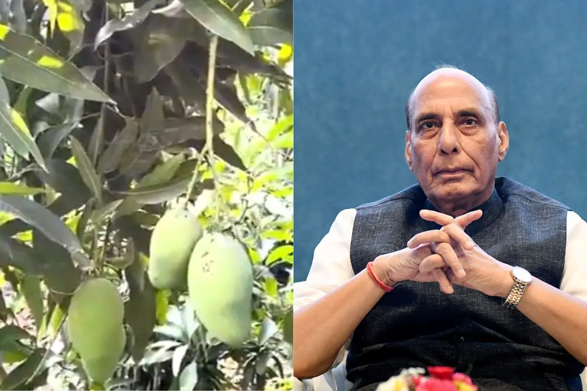 The new mango variety developed, Defence Minister (Photo: ANI)