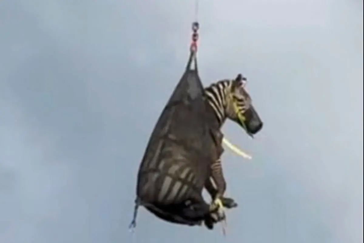 The image shows the airlifting of a zebra named Ed that had evaded capture for several days (Photo: AP)