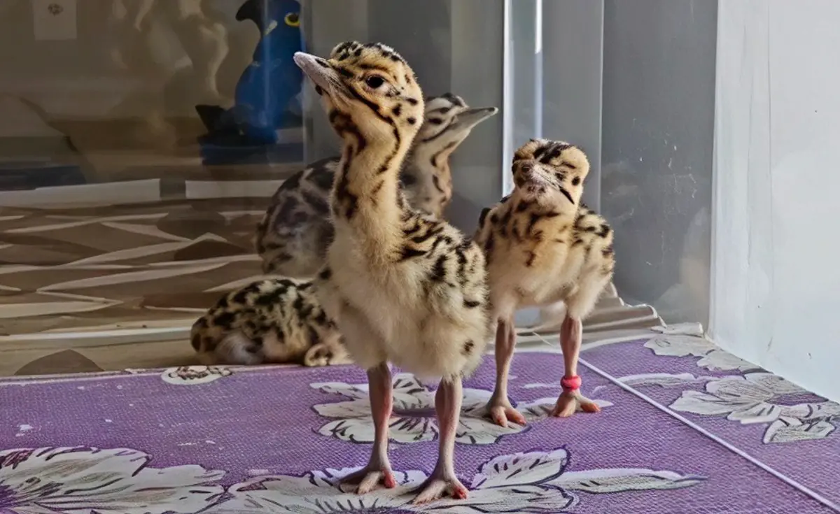 The rare Great Indian Bustard (GIB) chicks, born under a special conservation project in Jaisalmer, are being named after key officers and milestones linked to Operation Sindoor, to honour the armed forces. The naming began with the chick born on May 5 named 'Sindoor' after the military operation. | Photo: PTI